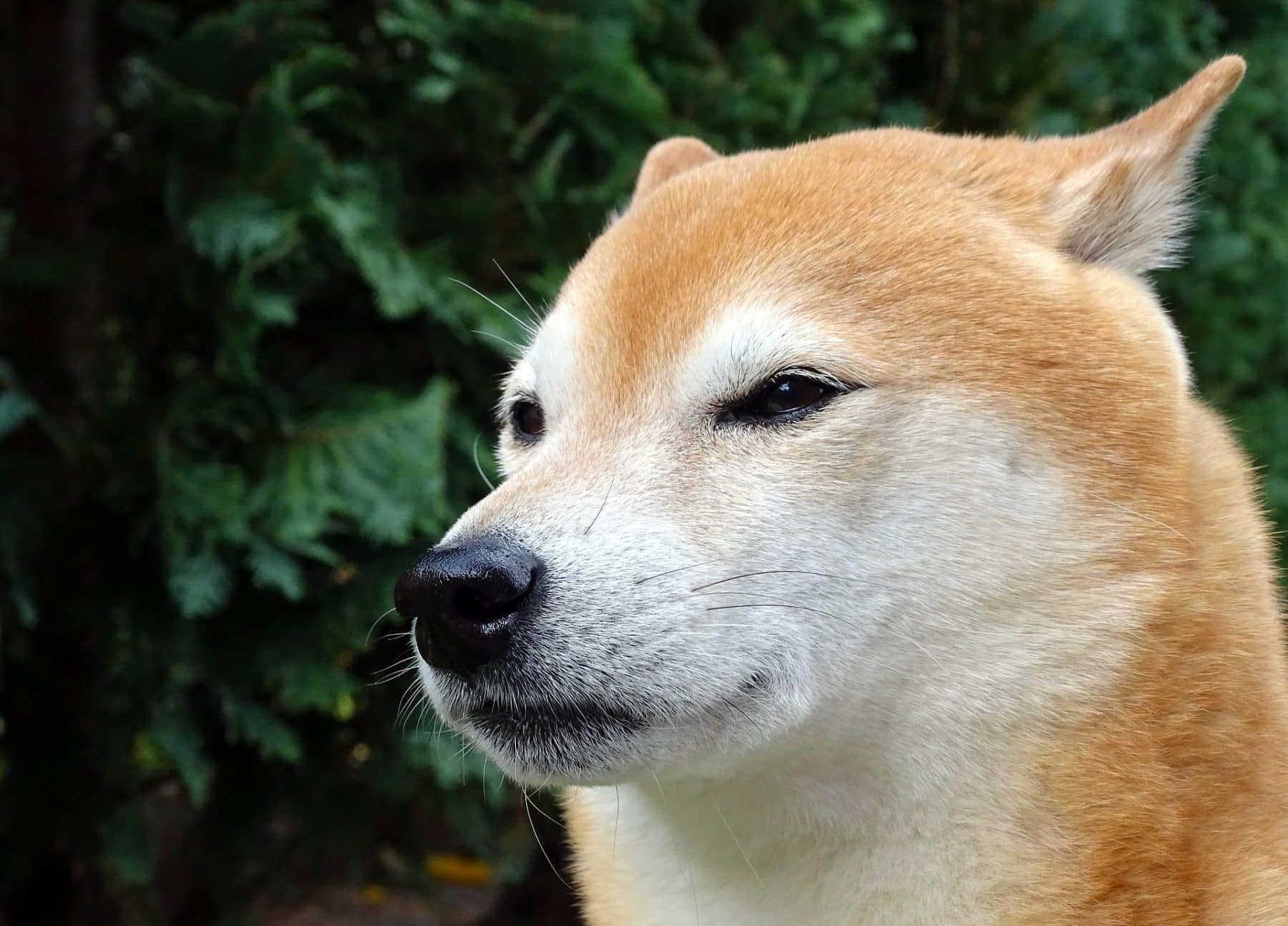 uploads/shiba-inu.jpg